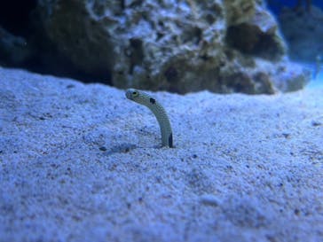 新江ノ島水族館に投稿された画像（2025/2/11）