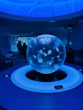 新江ノ島水族館に投稿された画像（2025/2/10）