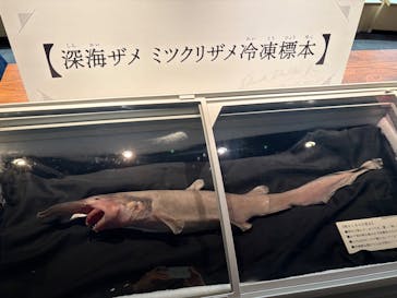 アクアワールド茨城県大洗水族館に投稿された画像（2025/2/11）