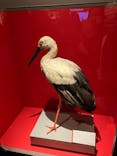 特別展「鳥 ～ゲノム解析が解き明かす新しい鳥類の系統～」国立科学博物館に投稿された画像（2025/2/11）
