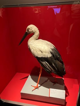 特別展「鳥 ～ゲノム解析が解き明かす新しい鳥類の系統～」国立科学博物館に投稿された画像（2025/2/11）