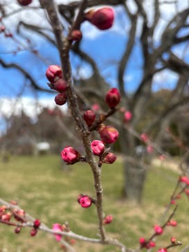 偕楽園本園に投稿された画像（2025/2/11）