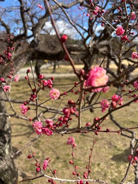 偕楽園本園に投稿された画像（2025/2/11）