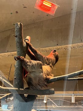 霞ケ浦 どうぶつとみんなのいえに投稿された画像（2025/2/11）