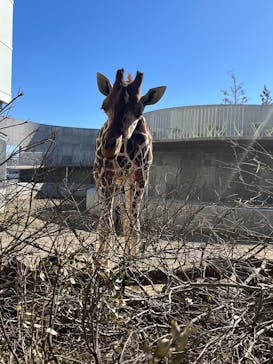 霞ケ浦 どうぶつとみんなのいえに投稿された画像（2025/2/11）