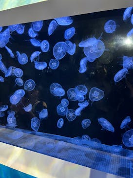 横浜・八景島シーパラダイスに投稿された画像（2025/2/11）