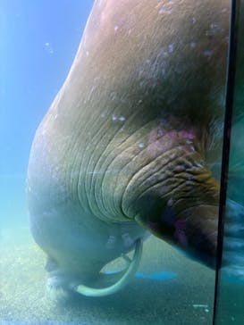 横浜・八景島シーパラダイスに投稿された画像（2025/2/11）