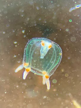 新江ノ島水族館に投稿された画像（2025/2/11）