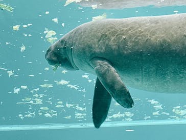 セルリアンブルーに投稿された画像（2025/2/11）