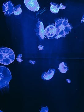 セルリアンブルーに投稿された画像（2025/2/11）