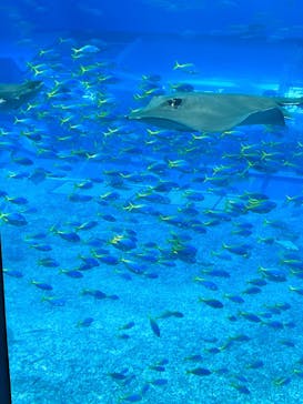 セルリアンブルーに投稿された画像（2025/2/11）