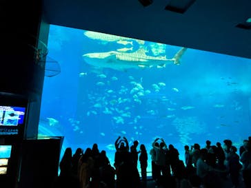 セルリアンブルーに投稿された画像（2025/2/11）