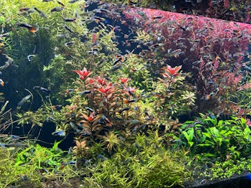 AQUARIUM × ART　atoaに投稿された画像（2025/2/11）