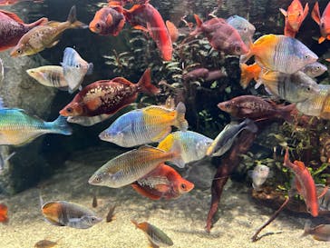 AQUARIUM × ART　atoaに投稿された画像（2025/2/11）