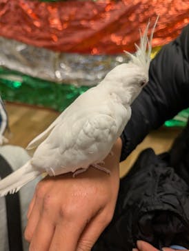 いきもの探検隊湘南に投稿された画像（2025/2/11）