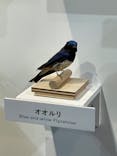 特別展「鳥 ～ゲノム解析が解き明かす新しい鳥類の系統～」国立科学博物館に投稿された画像（2025/2/11）