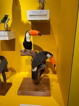 特別展「鳥 ～ゲノム解析が解き明かす新しい鳥類の系統～」国立科学博物館に投稿された画像（2025/2/11）