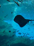仙台うみの杜水族館に投稿された画像（2025/2/11）
