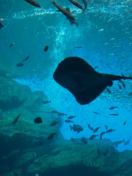 仙台うみの杜水族館に投稿された画像（2025/2/11）