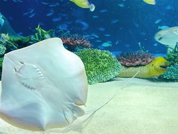 サンシャイン水族館に投稿された画像（2025/2/11）