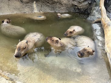 神戸どうぶつ王国に投稿された画像（2025/2/11）