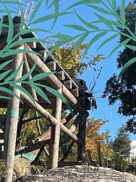 恩賜上野動物園に投稿された画像（2025/2/11）