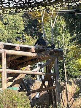 恩賜上野動物園に投稿された画像（2025/2/11）