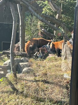 恩賜上野動物園に投稿された画像（2025/2/11）