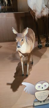 国立科学博物館に投稿された画像（2025/2/11）