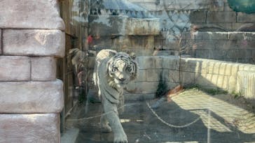 東武動物公園に投稿された画像（2025/2/11）