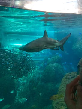 新江ノ島水族館に投稿された画像（2025/2/11）