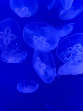 新江ノ島水族館に投稿された画像（2025/2/11）