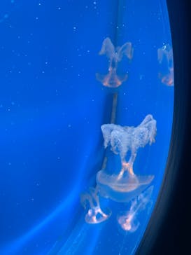 新江ノ島水族館に投稿された画像（2025/2/11）