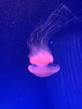 新江ノ島水族館に投稿された画像（2025/2/11）