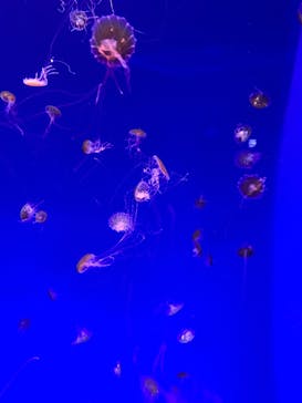 新江ノ島水族館に投稿された画像（2025/2/11）