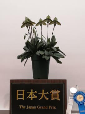 世界らん展2026-花と緑の祭典-に投稿された画像（2025/2/11）