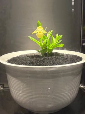 世界らん展2026-花と緑の祭典-に投稿された画像（2025/2/11）