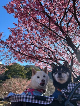 土肥金山に投稿された画像（2025/2/11）