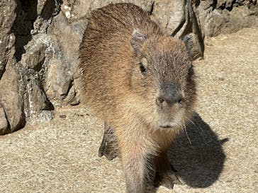 伊豆シャボテン動物公園に投稿された画像（2025/2/11）