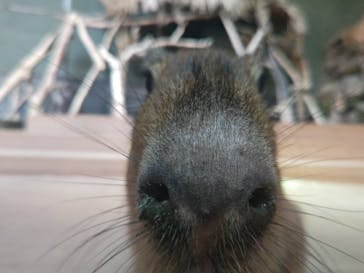 カワスイ 川崎⽔族館に投稿された画像（2025/2/11）