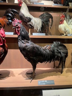 国立科学博物館に投稿された画像（2025/2/11）