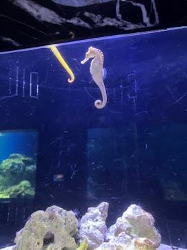 マクセル アクアパーク品川に投稿された画像（2025/2/11）