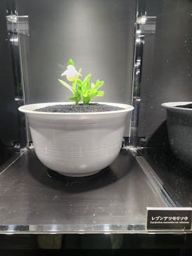 世界らん展2026-花と緑の祭典-に投稿された画像（2025/2/11）