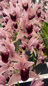 世界らん展2026-花と緑の祭典-に投稿された画像（2025/2/11）