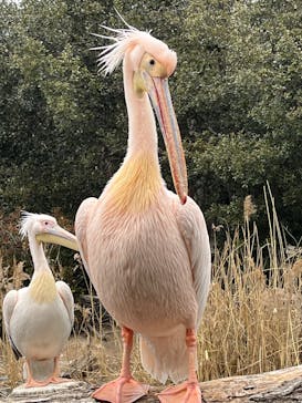 神戸どうぶつ王国に投稿された画像（2025/2/11）