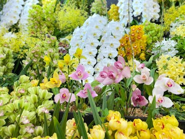 世界らん展2026-花と緑の祭典-に投稿された画像（2025/2/11）