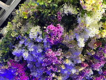 世界らん展2026-花と緑の祭典-に投稿された画像（2025/2/11）