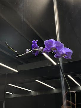 世界らん展2026-花と緑の祭典-に投稿された画像（2025/2/11）