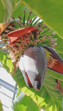 熱川バナナワニ園に投稿された画像（2025/2/11）