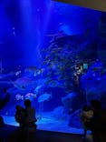 すみだ水族館に投稿された画像（2025/2/11）